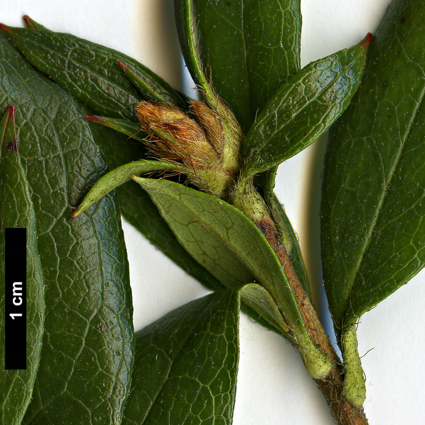 High resolution image: Family: Ericaceae - Genus: Rhododendron - Taxon: tashiroi